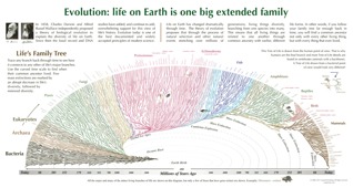 Tree of Life Poster - Large